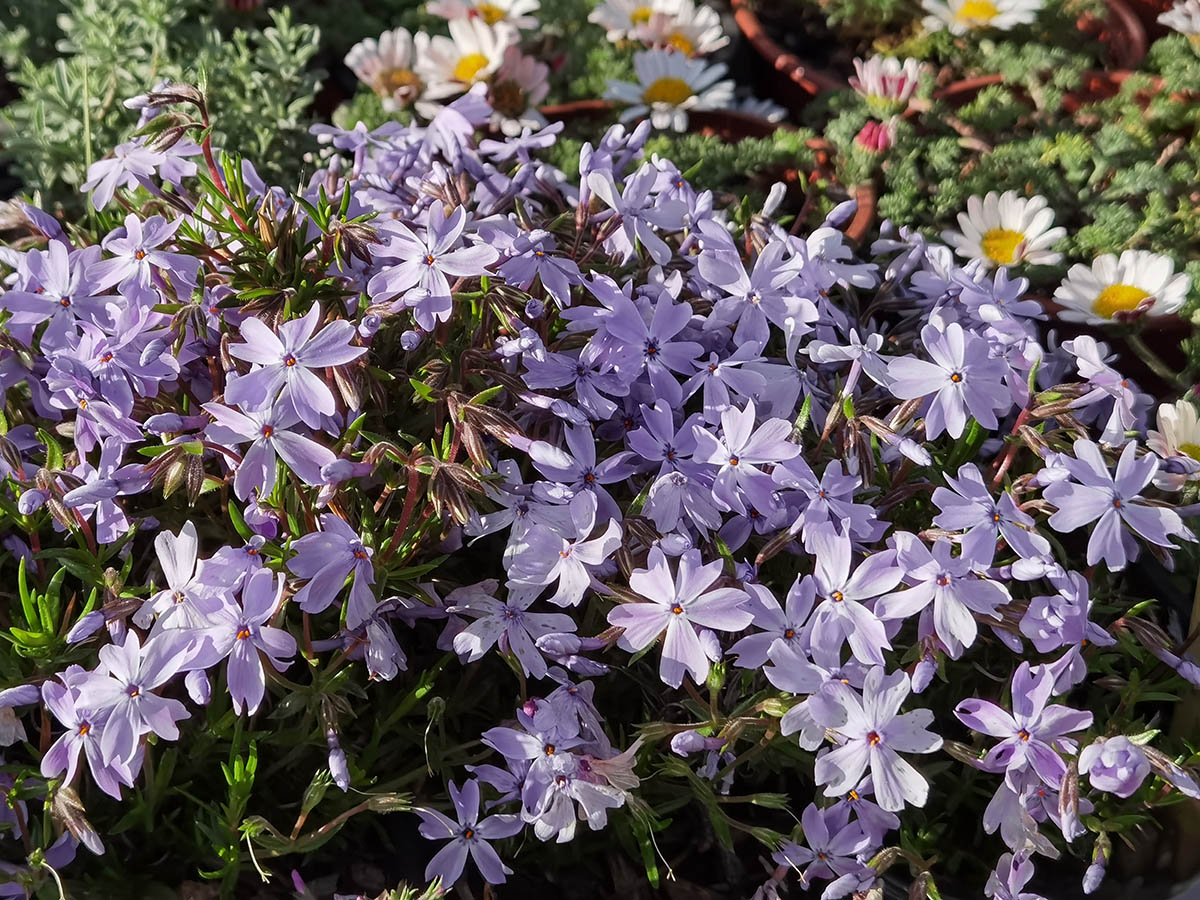 Phlox subulata 'Oakington blue eyes' photo